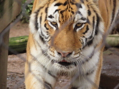 Panthera tigris altaica