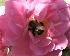 Media resource of Bombus impatiens