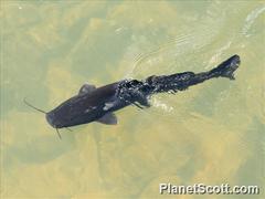 Steindachneridion melanodermatum