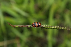 Coleoptera
