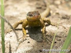 Tropidurus catalanensis