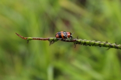 Coleoptera