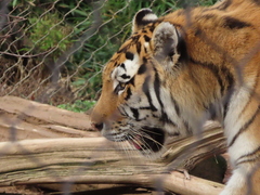 Panthera tigris altaica