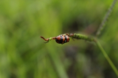Coleoptera