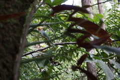 Philodendron tripartitum