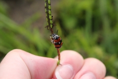 Coleoptera