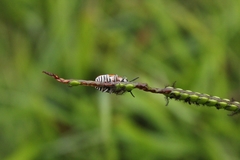 Coleoptera