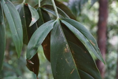 Philodendron tripartitum