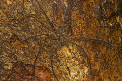 Heteropoda procera