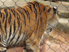 Panthera tigris altaica