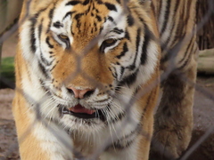 Panthera tigris altaica