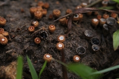 Cyathus stercoreus
