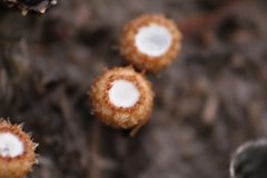 Cyathus stercoreus