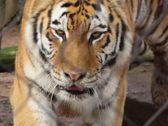 Panthera tigris altaica