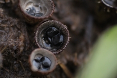 Cyathus stercoreus