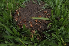 Cyathus stercoreus