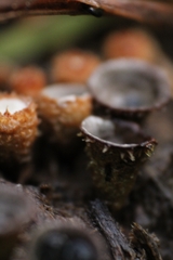 Cyathus stercoreus