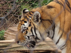 Panthera tigris altaica