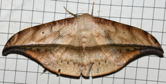 Oxydia augusta