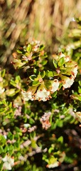 Epacris alpina