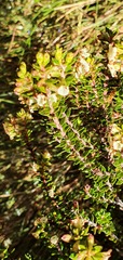 Epacris alpina