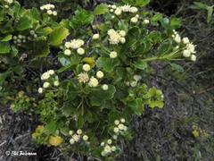 Baccharis rhomboidalis