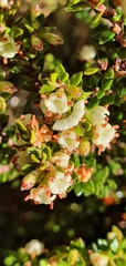 Epacris alpina
