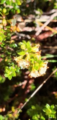 Epacris alpina