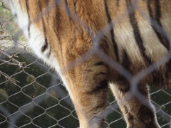 Panthera tigris altaica