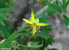 Balbisia gracilis