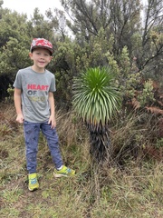 Argyroxiphium grayanum