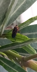 Hemiptera