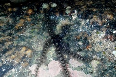 Ophiothrix