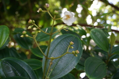 Miconia rupicola