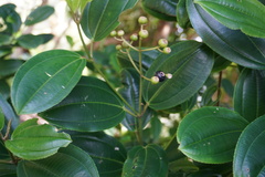 Miconia rupicola