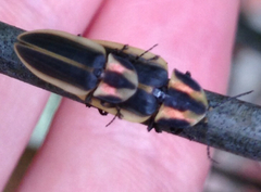 Pyractomena angulata