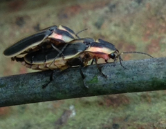 Pyractomena angulata