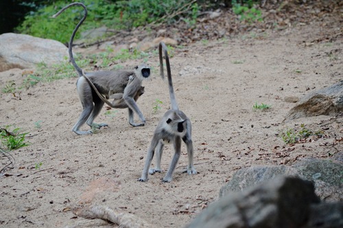 Tufted Gray Langur, photo 10 of 10