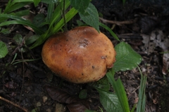 Agaricomycetidae