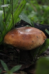 Agaricomycetidae