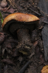 Agaricomycetidae