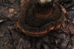 Agaricomycetidae