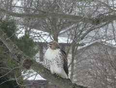 Buteo jamaicensis