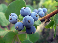 Berberis rotundifolia