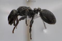 Cephalotes rohweri