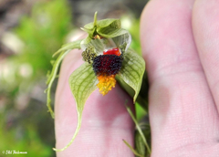 Bipinnula volkmannii