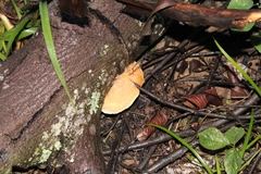 Polyporales