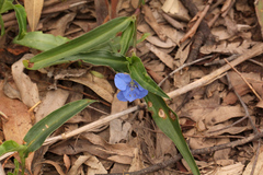Commelina lanceolata