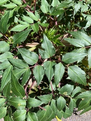 Myrrhidendron donnellsmithii
