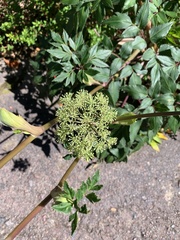 Myrrhidendron donnellsmithii